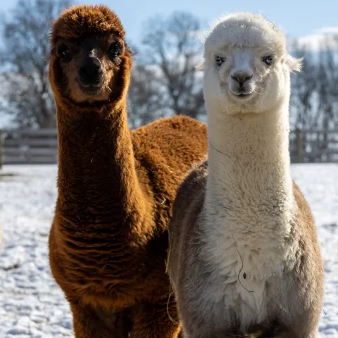 a close up of an animal