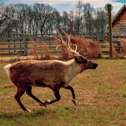 a group of sheep standing on top of a grass covered field