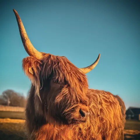 a close up of an animal