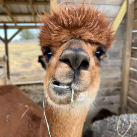a close up of a llama