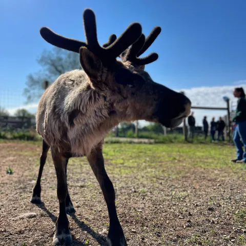 a close up of an animal