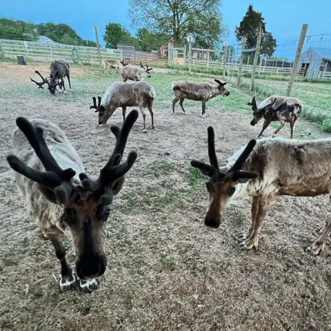 a herd of cattle standing on top of a grass covered field