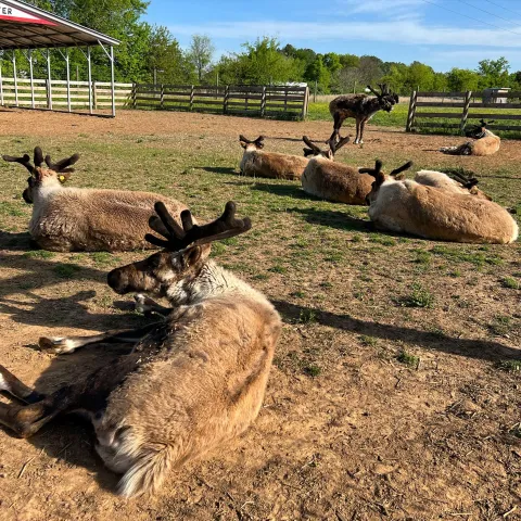 a herd of sheep standing on top of a pile of hay