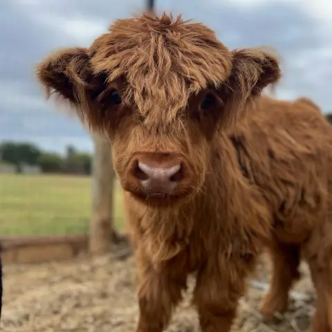 a brown cow standing on top of a dry grass field