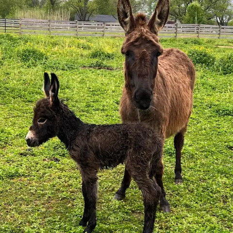 a brown horse standing on top of a grass covered field