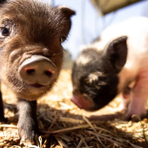 a close up of an animal