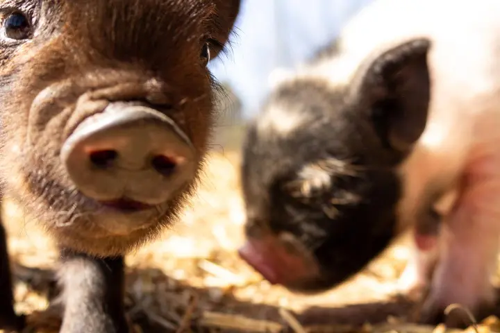 a close up of an animal