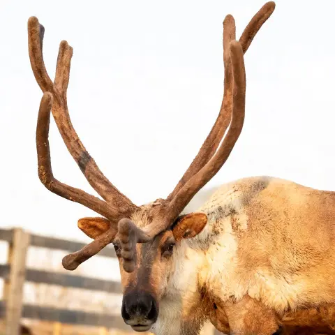 a deer standing next to a cow