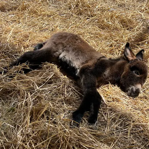 a brown bear standing next to a pile of hay