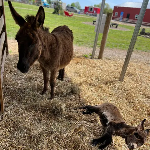 an animal standing on a dry grass field