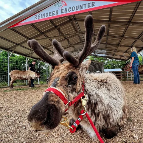 a group of sheep that are standing in the dirt