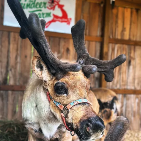 a close up of an animal