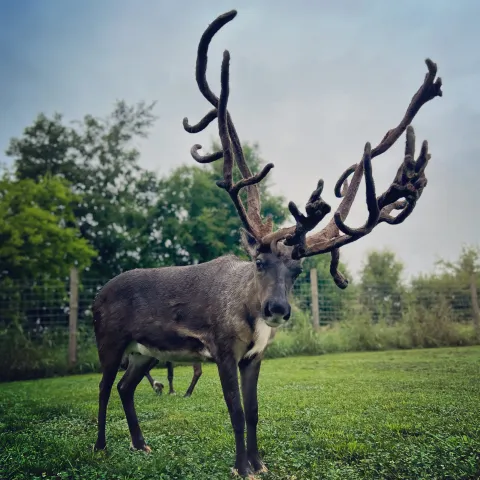 a deer standing in a field