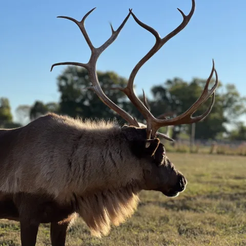 a deer standing in a field