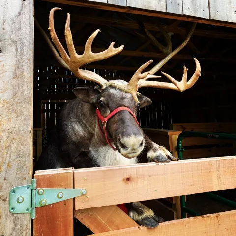 a deer sitting on top of a wooden fence