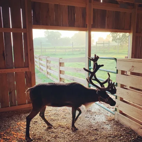 a dog standing on top of a wooden fence