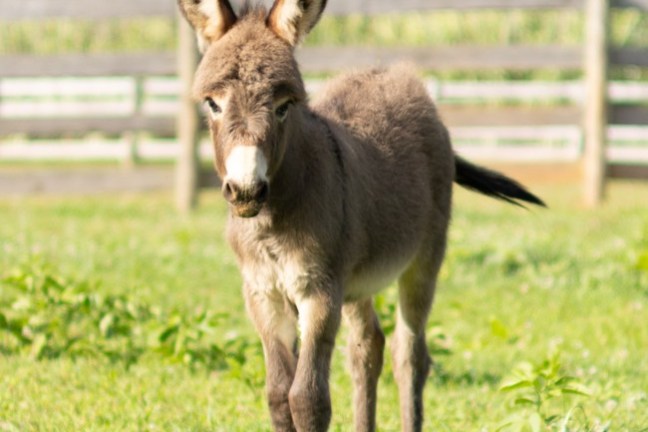 Young donkey standing in a grassy field with a wooden fence in the background.