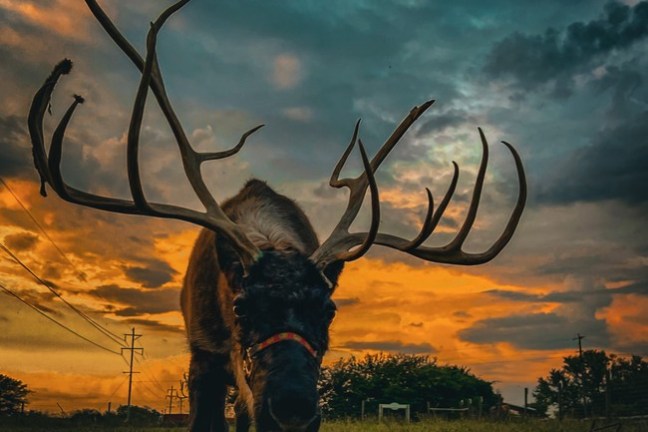 Reindeer with large antlers standing on grass during sunset with dramatic clouds.