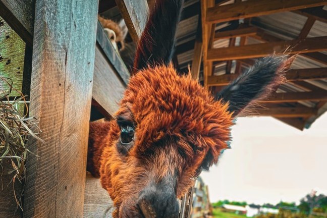 Curious alpaca with fluffy fur looks through a wooden fence in a barn.