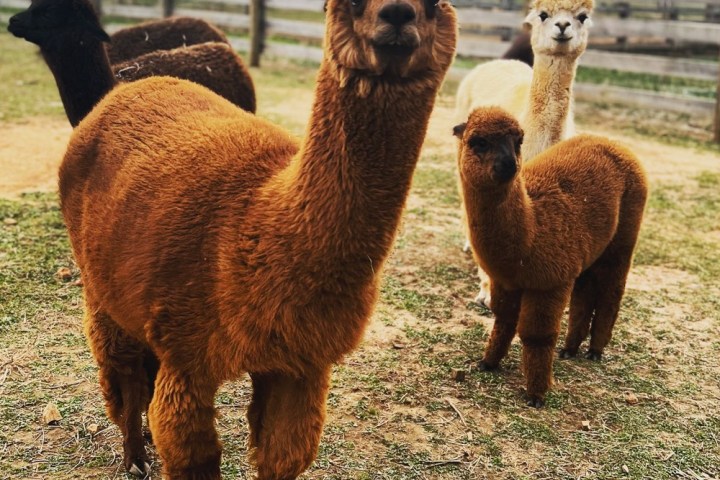 a herd of sheep standing on top of a llama