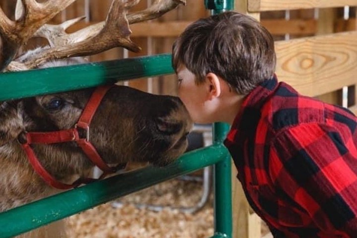 a person petting a dog in a cage