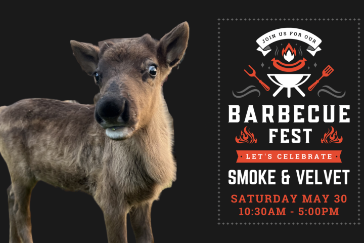 A calf and a barbecue fest poster with event details on a dark background.