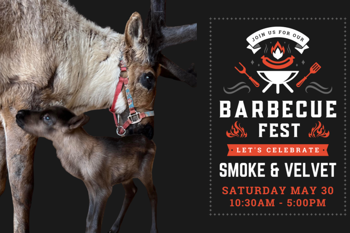 Reindeer nuzzling calf beside BBQ Fest poster with event details on a dark background.