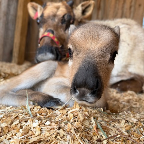 Close-up of a baby calf resting on wood shavings next to its mother in a wooden enclosure.