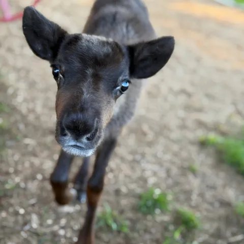 Young brown calf with large ears standing on dirt path.