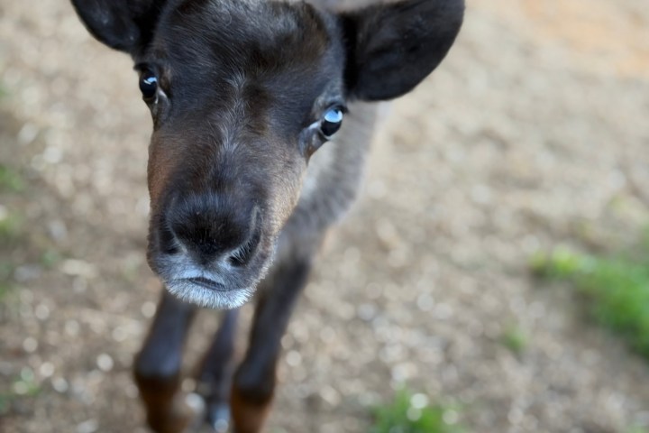 Young brown calf with large ears standing on dirt path.