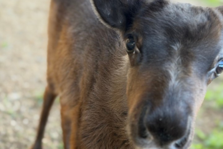 Close-up of a young brown reindeer standing on a dirt path.
