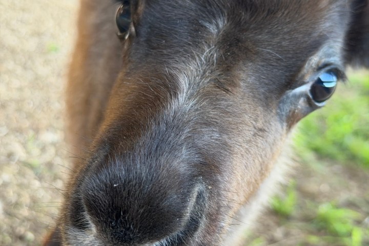 Close-up of a brown calf's face with soft, fuzzy fur.