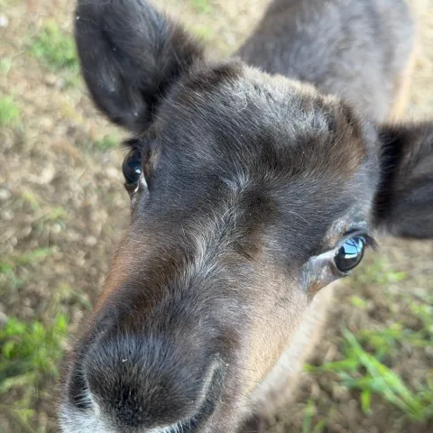 Close-up of a curious young goat looking at the camera.