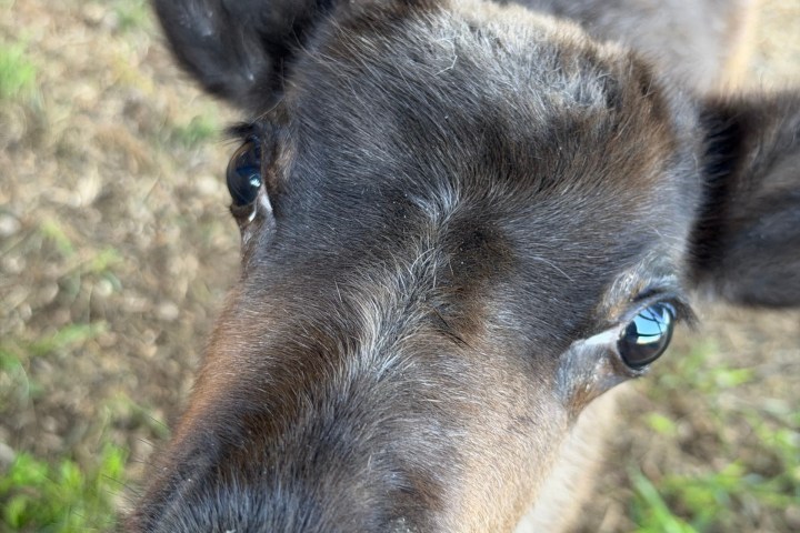 Close-up of a curious young goat looking at the camera.