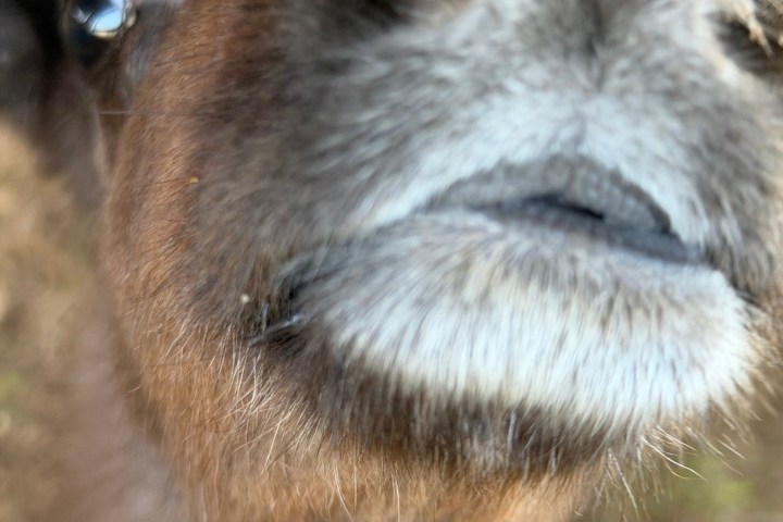 Close-up of a curious goat's face with blurred background.