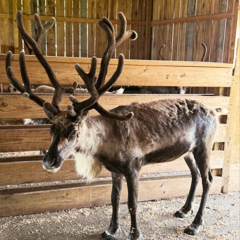 Reindeer with large antlers standing in a wooden barn.