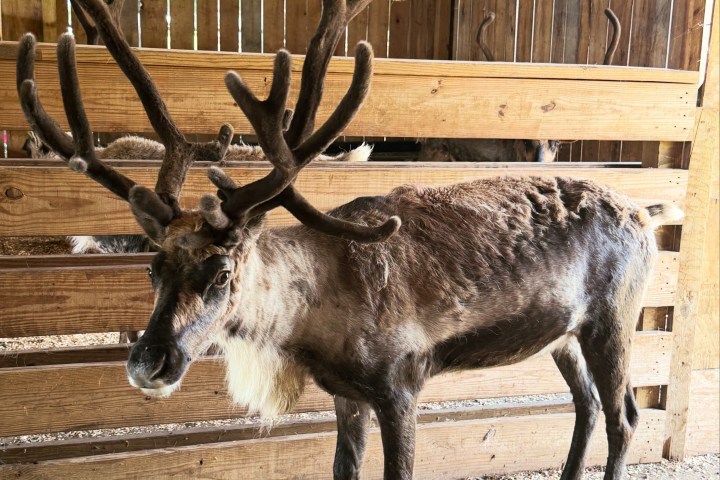 Reindeer with large antlers standing in a wooden barn.