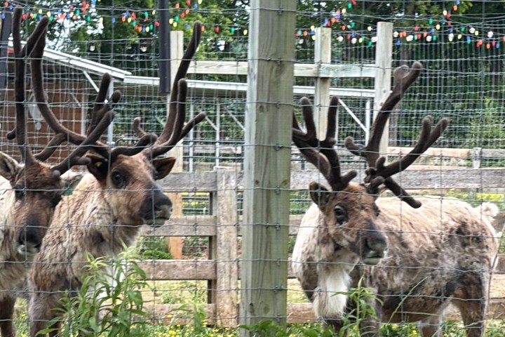 Group of reindeer with antlers behind a fence, green grass and trees in background.