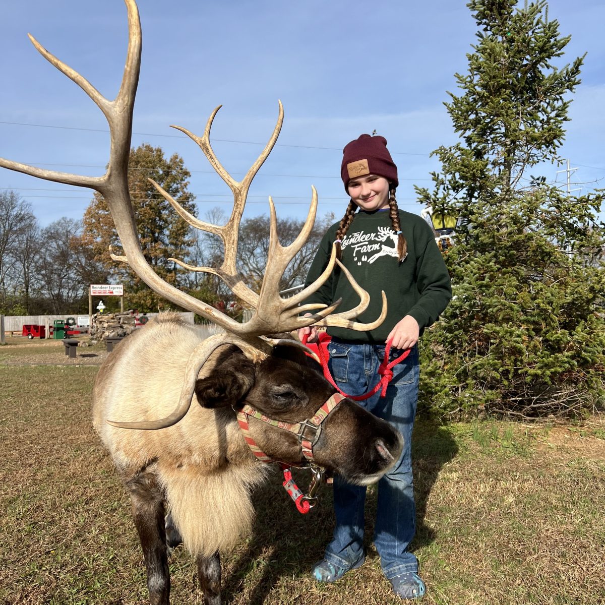 Person in a beanie stands beside a reindeer with large antlers on a grassy area.