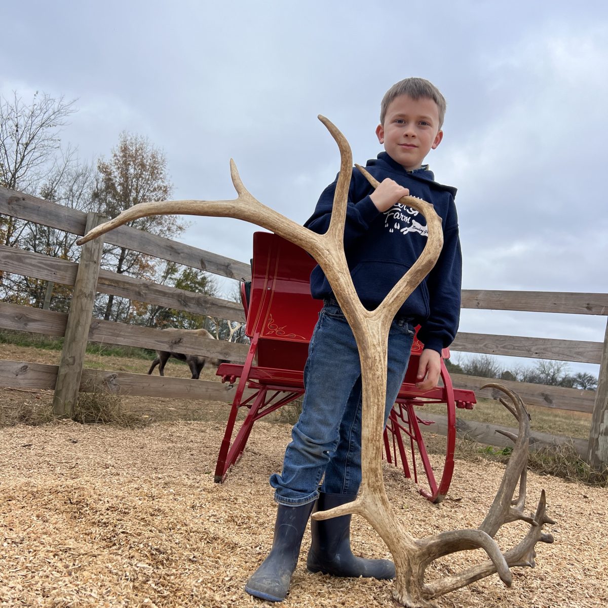 Boy holding large antler near red cart on wood shavings.