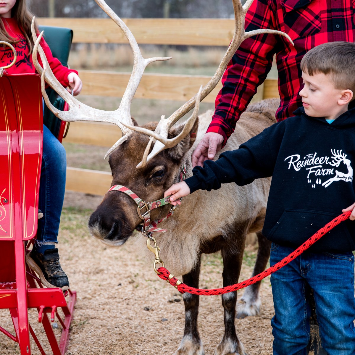 Child holding reindeer leash near a red sled with adults.